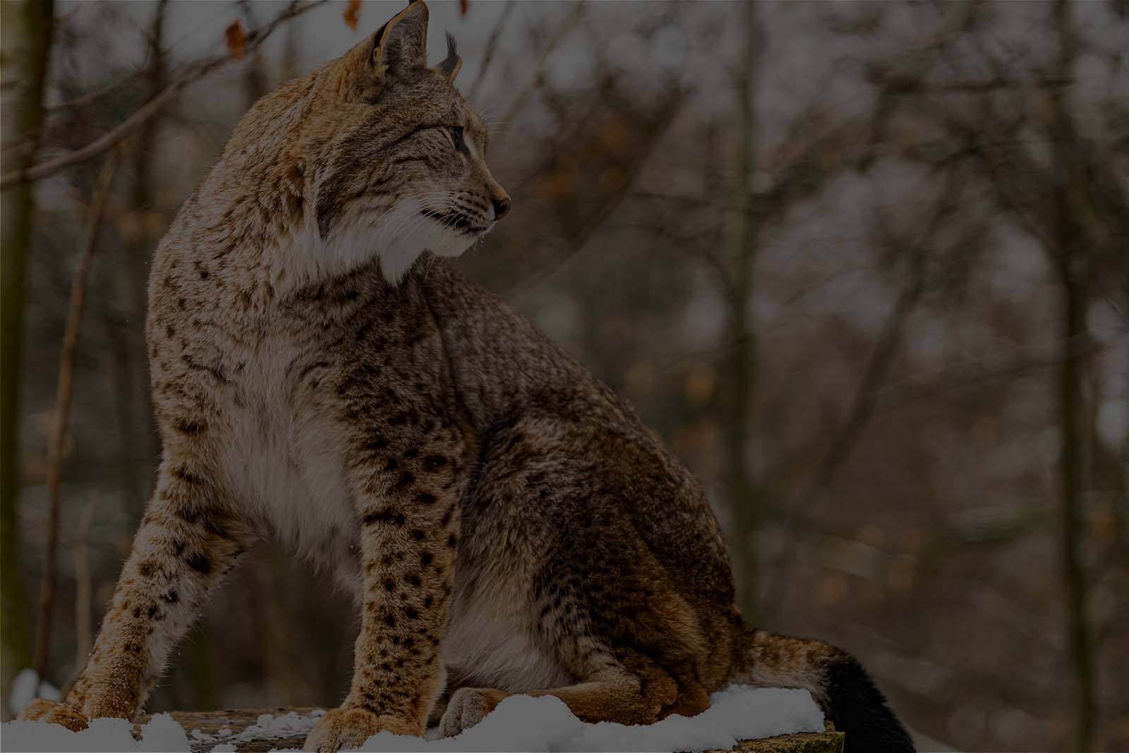 Jährlich unterstützte Natur- und Artenschutzprojekte wie Hilfe für Luchs Orang-Utan oder Rote Pandas. Bild zeigt Luchs
