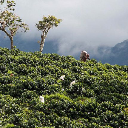 Fair Trade Kaffee Farmer