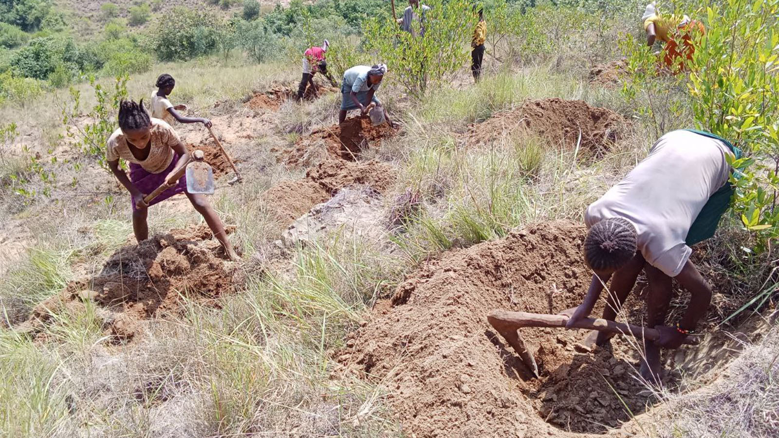 Eine Gruppe afrikanischer Arbeiter pflanzt etwas ein